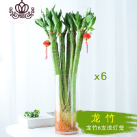 封后富贵竹水培植物竹盆栽带根水养室内办公室花卉净化空气绿植 直筒玻璃瓶+6根龙竹(送两灯笼) 带盆栽好