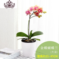 封后蝴蝶兰花卉观花植物室内好养四季开花的花阳台植物蝴蝶兰盆栽带花 金蝶蝴蝶兰大盆 带盆栽好