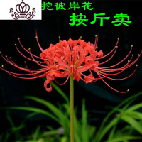 封后彼岸花石蒜红花花室内花卉盆景忽地笑曼珠沙华观花观叶盆栽绿植 我们都是大棵的,需要小的请联系 不含盆