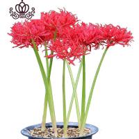 封后彼岸花石蒜红花花室内花卉盆景忽地笑曼珠沙华观花观叶盆栽绿植 注:都是剪掉叶子发货的 不含盆