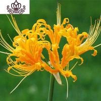 封后彼岸花石蒜红花花室内花卉盆景忽地笑曼珠沙华观花观叶盆栽绿植 红花15棵 不含盆