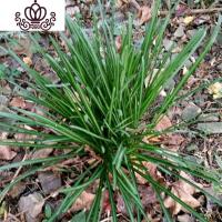 封后彼岸花石蒜红花花室内花卉盆景忽地笑曼珠沙华观花观叶盆栽绿植 黄花10棵 不含盆