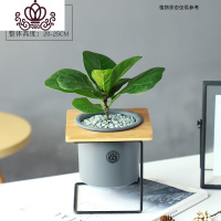 封后大叶琴叶榕网红室内花卉绿植办公室桌面植物小盆栽北欧花盆 琴叶榕+刚亦铁艺花盆8125 含盆