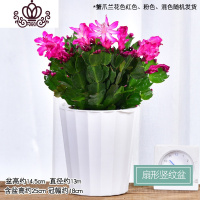 封后蟹爪兰花卉盆栽客厅观花植物室内花蟹爪兰带花苞阳台植物盆栽绿植 蟹爪兰(扇形竖纹) 带盆栽好