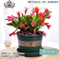 封后蟹爪兰花卉盆栽客厅观花植物室内花蟹爪兰带花苞阳台植物盆栽绿植 蟹爪兰(矮胖加仑盆) 带盆栽好