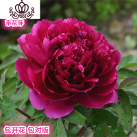 封后勺药花盆栽 四季芍药牡丹花苗观赏绿植室内外庭院花卉地栽植物 仙凤红(精选4分枝包成活) 不含盆