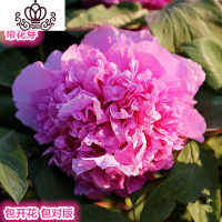 封后勺药花盆栽 四季芍药牡丹花苗观赏绿植室内外庭院花卉地栽植物 冰凌(精选4分枝包成活) 不含盆