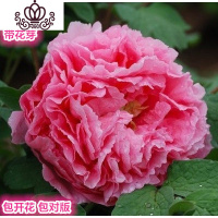 封后勺药花盆栽 四季芍药牡丹花苗观赏绿植室内外庭院花卉地栽植物 小桃红(精选4分枝包成活) 不含盆