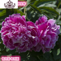 封后勺药花盆栽 四季芍药牡丹花苗观赏绿植室内外庭院花卉地栽植物 飞燕(精选4分枝包成活) 不含盆