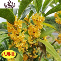 封后桂花树苗盆栽花卉植物室内金桂浓香型八月夜桂花盆景好养四季开花 八月桂4年苗[当年开花]买2送一 不含盆