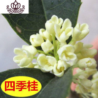 封后桂花树苗盆栽花卉植物室内金桂浓香型八月夜桂花盆景好养四季开花 四季桂4年苗[当年开花]买2送一 不含盆