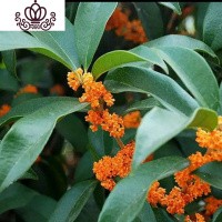 封后四季开花桂花树苗盆栽室内外庭院地栽花卉金桂丹桂沉香桂满园飘香 沉香桂两年 不含盆