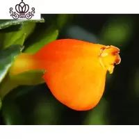 封后金鱼花吊兰盆栽花卉室内绿植办公室盆栽盆景绿色植物吊兰 不含盆为黑色营养钵原盆原土发货 不含盆