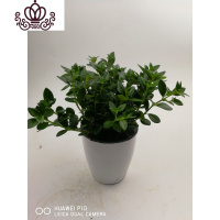 封后金鱼花吊兰盆栽花卉室内绿植办公室盆栽盆景绿色植物吊兰 金鱼花每盆20支两盆 不含盆