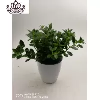 封后金鱼花吊兰盆栽花卉室内绿植办公室盆栽盆景绿色植物吊兰 金鱼花每盆20支两盆 含盆