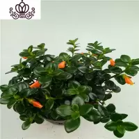 封后金鱼花吊兰盆栽花卉室内绿植办公室盆栽盆景绿色植物吊兰 金鱼花每盆25支带花苞一盆 含盆