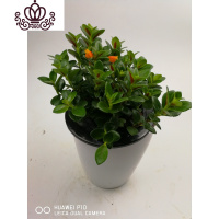 封后金鱼花吊兰盆栽花卉室内绿植办公室盆栽盆景绿色植物吊兰 金鱼花每盆40支带花苞一盆 含盆