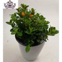 封后金鱼花吊兰盆栽花卉室内绿植办公室盆栽盆景绿色植物吊兰 金鱼花每盆40支带花苞三盆 不含盆