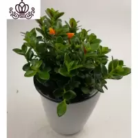 封后金鱼花吊兰盆栽花卉室内绿植办公室盆栽盆景绿色植物吊兰 金鱼花每盆40支带花苞两盆 含盆