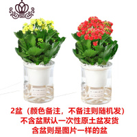 封后长寿花盆栽重瓣大花苗带花苞花卉植物室内四季开花宫灯绿巴黎 [特惠2盆](圆柱自吸)颜色备注+喷壶 带盆栽好