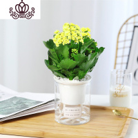 封后长寿花盆栽重瓣大花苗带花苞花卉植物室内四季开花宫灯绿巴黎 精品黄色带花(圆柱自吸) 不含盆