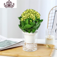 封后长寿花盆栽重瓣大花苗带花苞花卉植物室内四季开花宫灯绿巴黎 精品绿巴黎带花(圆柱自吸) 不含盆