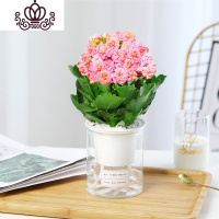 封后长寿花盆栽重瓣大花苗带花苞花卉植物室内四季开花宫灯绿巴黎 精品粉色带花(圆柱自吸) 不含盆