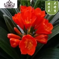 封后鲜花盆栽四季家用君子兰带花苞老苗耐寒室内花卉室外花植物易成活 大将军君子兰4-6片叶子买3送1 带盆栽好
