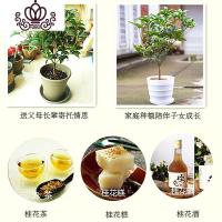 封后桂花树苗盆栽四季开花室内花卉浓香型日香桂月桂金桂庭院绿植 精选6年矮胖苗1棵[高约60cm] 不含盆