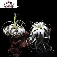 封后空气凤梨霸王无土植物室内客厅盆栽绿植花卉植 直径15cm宽叶卷叶(含吊环) 裸根不带土