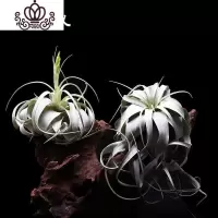 封后空气凤梨霸王无土植物室内客厅盆栽绿植花卉植 直径15cm宽叶卷叶(含吊环) 裸根不带土