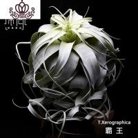 封后空气凤梨霸王无土植物室内客厅盆栽绿植花卉植 直径15cm(含吊环) 裸根不带土