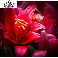 封后带芽香水百合花盆栽带花苞室内外花卉风信子水仙花苗四季种易活 [A10凤尾(送盆土生根肥) 含盆