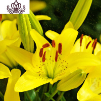 封后带芽香水百合花盆栽带花苞室内外花卉风信子水仙花苗四季种易活 [A11黄丽(送盆土生根肥) 含盆