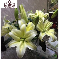 封后带芽香水百合花盆栽带花苞室内外花卉风信子水仙花苗四季种易活 [A13吉利(送盆土生根肥) 含盆