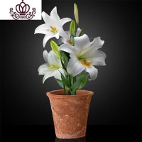 封后带芽香水百合花盆栽带花苞室内外花卉风信子水仙花苗四季种易活 [A14娇妻(送盆土生根肥) 含盆