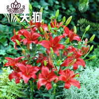 封后带芽香水百合花盆栽带花苞室内外花卉风信子水仙花苗四季种易活 [A17米西亚(送盆土生根肥) 含盆