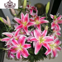 封后带芽香水百合花盆栽带花苞室内外花卉风信子水仙花苗四季种易活 [A1]粉色(送盆土生根肥) 含盆