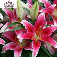 封后带芽香水百合花盆栽带花苞室内外花卉风信子水仙花苗四季种易活 [A2八点后(送盆土生根肥) 含盆