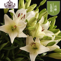 封后带芽香水百合花盆栽带花苞室内外花卉风信子水仙花苗四季种易活 [A3]巴赫(送盆土生根肥) 含盆