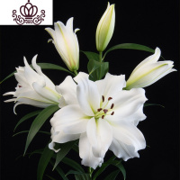 封后带芽香水百合花盆栽带花苞室内外花卉风信子水仙花苗四季种易活 [A6]聚集(送盆土生根肥) 含盆