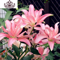 封后带芽香水百合花盆栽带花苞室内外花卉风信子水仙花苗四季种易活 [A7橙百合(送盆土生根肥) 含盆