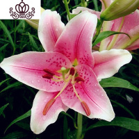 封后带芽香水百合花盆栽带花苞室内外花卉风信子水仙花苗四季种易活 [A9粉珍珠(送盆土生根肥) 含盆