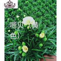 封后康乃馨盆栽花苗带花苞发货重瓣康乃馨四季开花室内花卉盆栽石竹花 嗯呗(带花发货) 不含盆