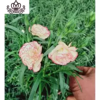 封后康乃馨盆栽花苗带花苞发货重瓣康乃馨四季开花室内花卉盆栽石竹花 格雷斯特(带花发货) 不含盆
