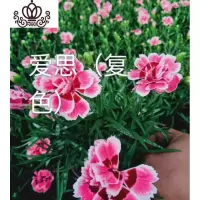 封后康乃馨盆栽花苗带花苞发货重瓣康乃馨四季开花室内花卉盆栽石竹花 爱思(带花发货) 不含盆