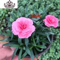 封后康乃馨盆栽花苗带花苞发货重瓣康乃馨四季开花室内花卉盆栽石竹花 粉蝴蝶(带花发货) 不含盆