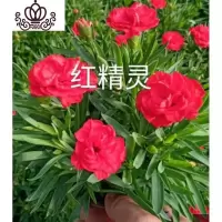 封后康乃馨盆栽花苗带花苞发货重瓣康乃馨四季开花室内花卉盆栽石竹花 红精灵(带花发货) 不含盆