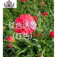 封后康乃馨盆栽花苗带花苞发货重瓣康乃馨四季开花室内花卉盆栽石竹花 红色诱惑(带花发货) 不含盆