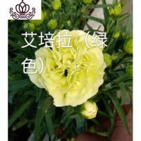 封后康乃馨盆栽花苗带花苞发货重瓣康乃馨四季开花室内花卉盆栽石竹花 艾培拉(带花发货) 不含盆